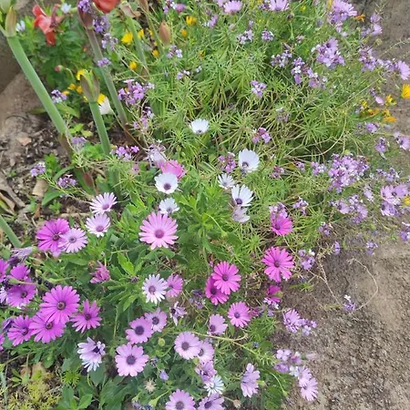 La Casa De Las Flores 펜션 *