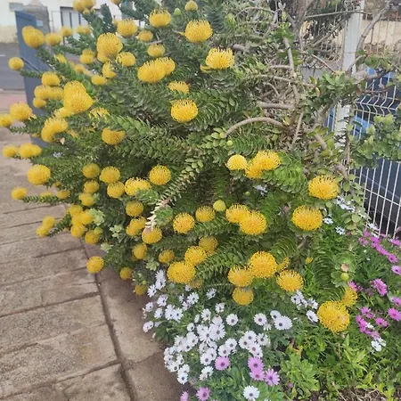 La Casa De Las Flores 펜션 타코론테