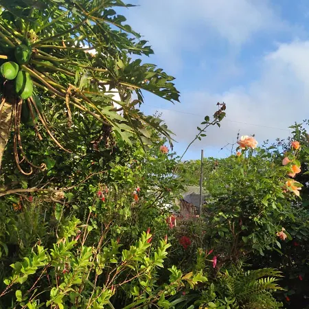 La Casa De Las Flores