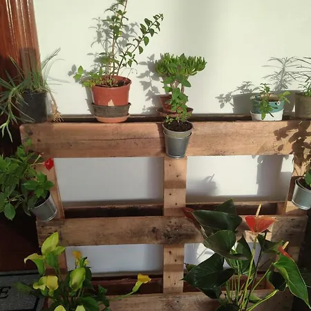 La Casa De Las Flores * 타코론테